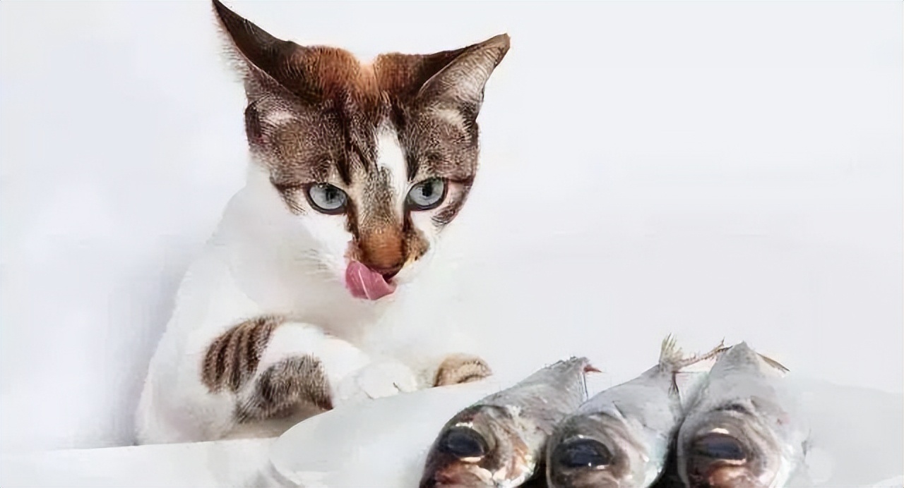 猫咪其实不爱吃鱼，很多人被骗了