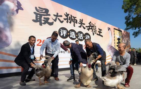 39.1斤！广东澄海诞生新一代鹅王，民间说鹅能驱蛇，是真的吗？