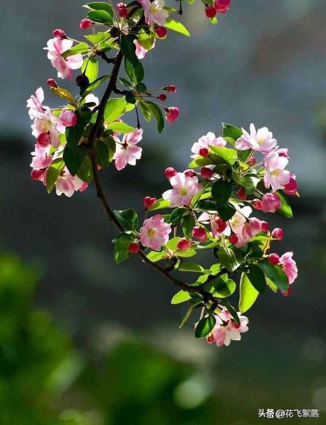 花开有期，人生易老，愿你心若繁花，一路芳华