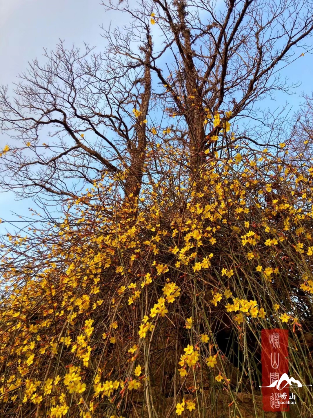 崂山·草木物语丨晴天，送你一朵小黄花