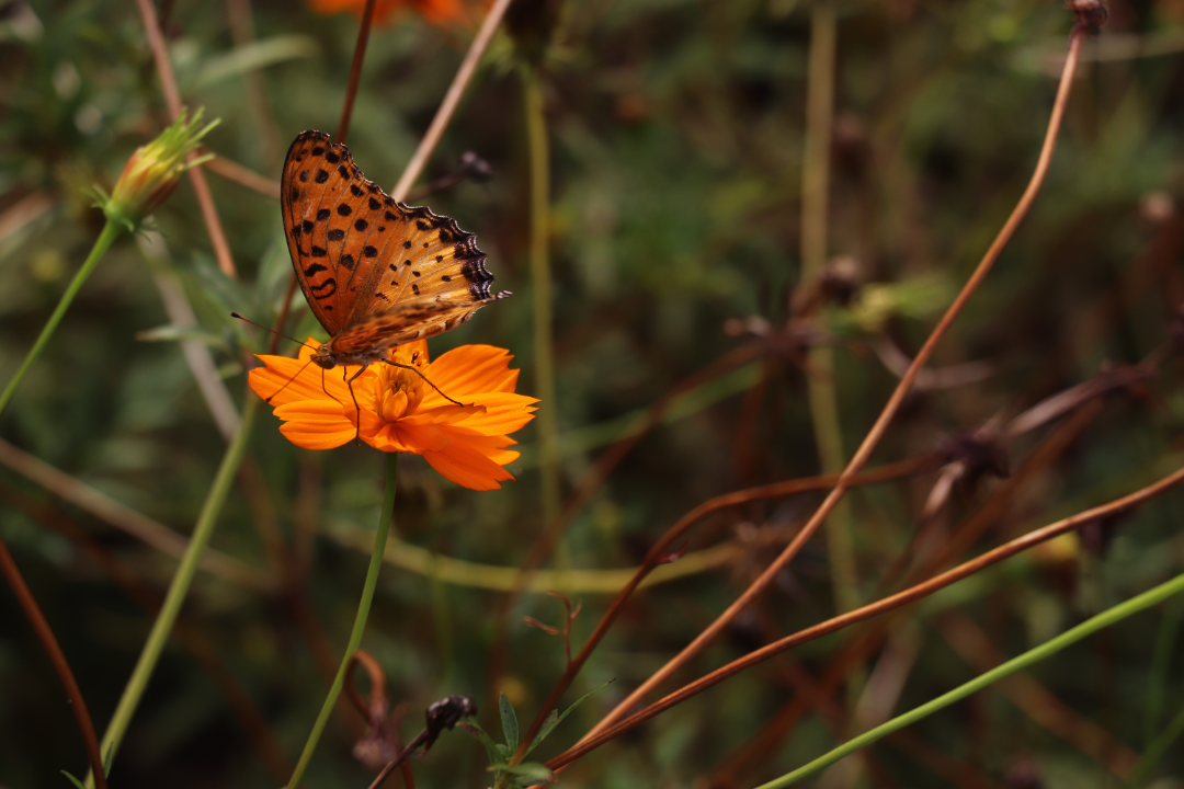 这门开设40年的课程，教学生如何捕捉美
