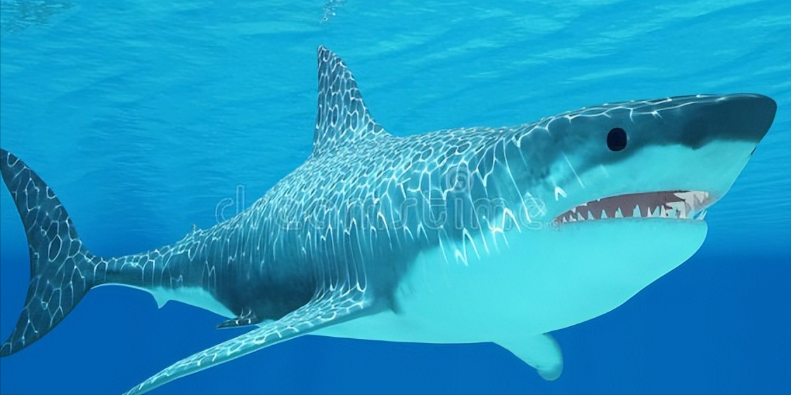 网络红人提子为了流量，居然把狠手伸到了濒危野生动物大白鲨身上