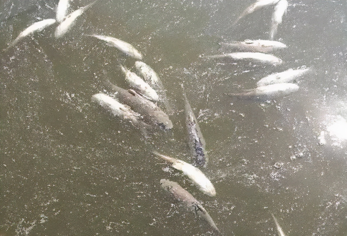 低温赤皮水霉病及其防治药物的选择健康完整的鱼不会发病保证鱼体不