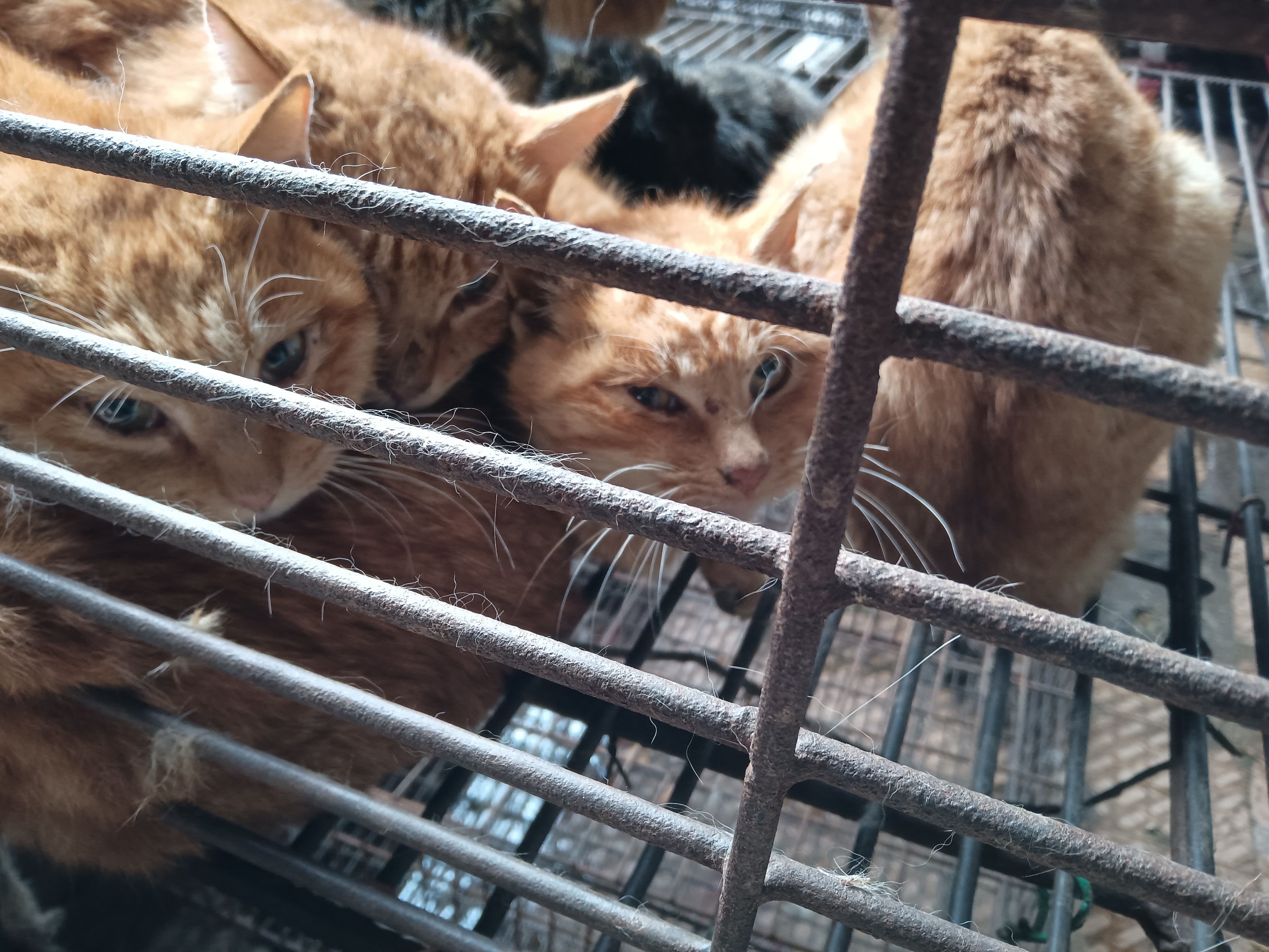 猫肉也成了餐桌上的美食,相信很多人都吃过狗肉，猫肉就不一定了，但现在菜市就有卖