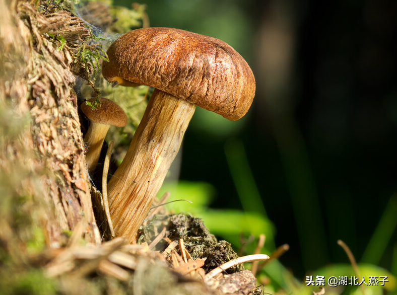 夏季摘野菜，送你61种野菜大图鉴，让你轻松认识各种野菜和吃法