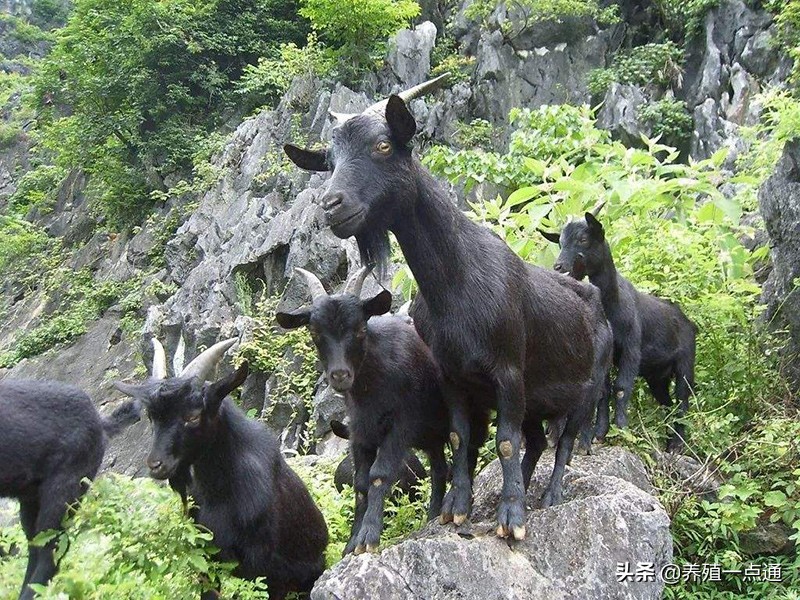 努比亚黑山羊图片（10大黑山羊品种盘点）