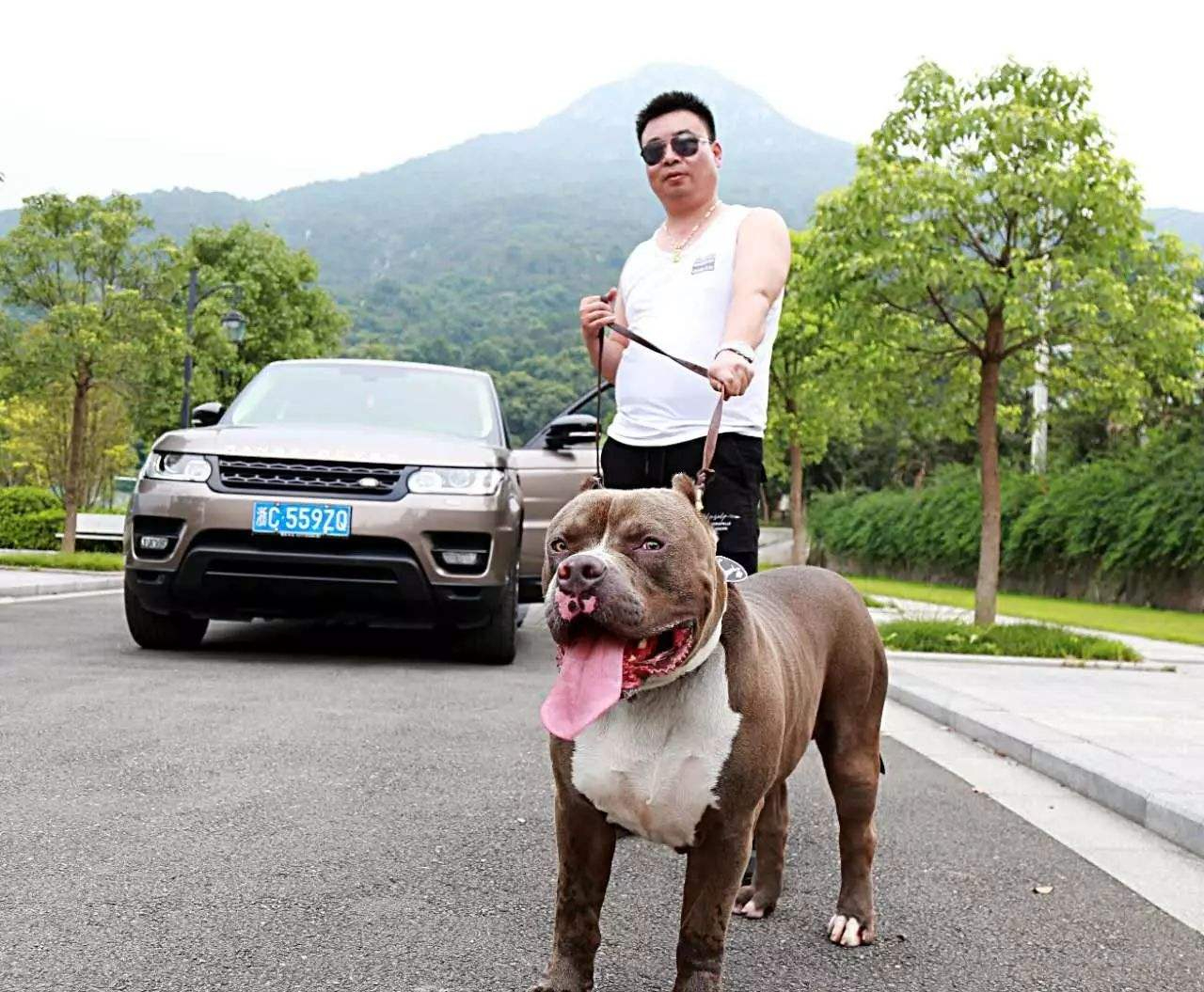 比特犬价格多少钱一只(恶霸犬号称犬界) - 价格百科