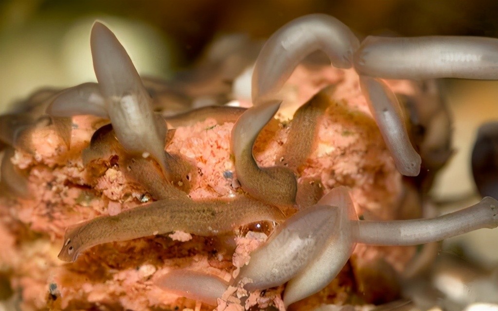 涡虫涡虫是扁形动物吗