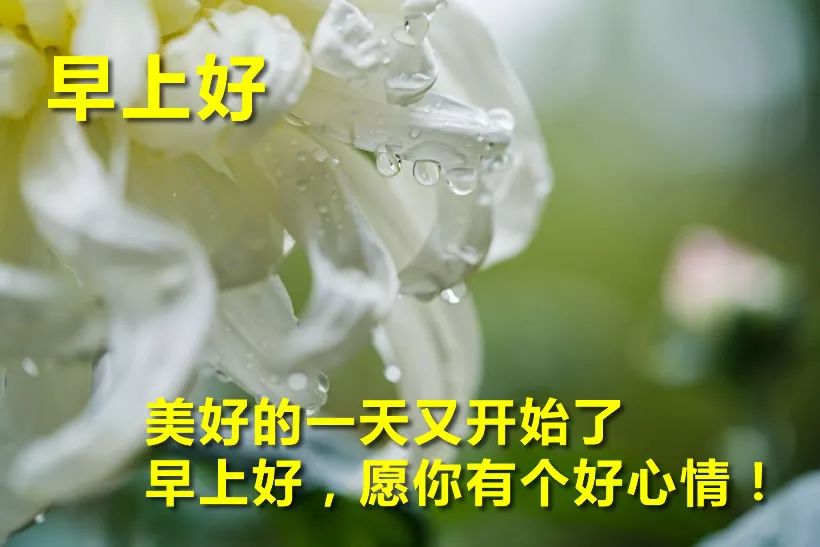 清晨阳光暖心问候早上好表情包集锦 感恩相遇，友情来之不易图片