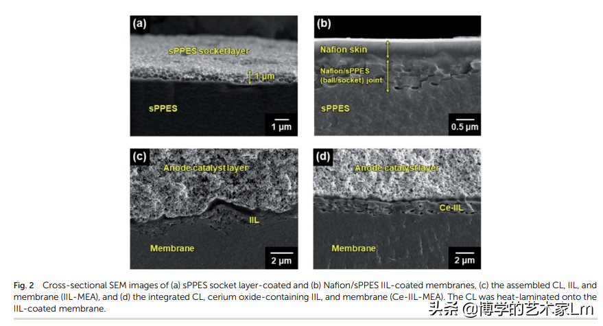 嵌入联锁界面层的自由基清除剂增强聚电解质水电解的耐久性