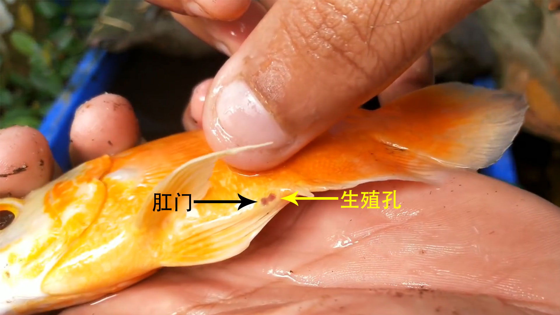 如何判断金鱼的公母图片