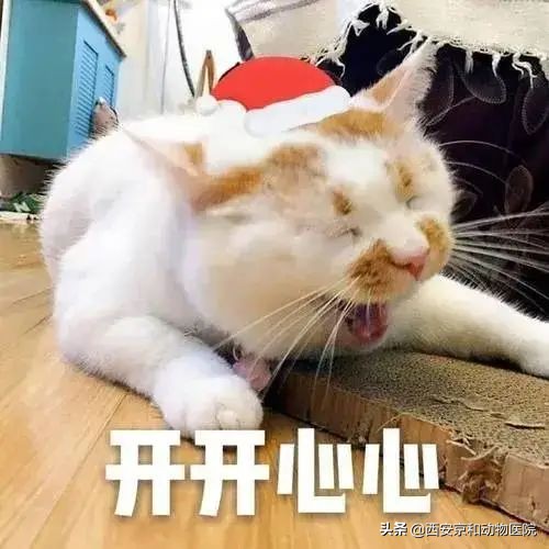 猫咪到底该不该绝育？
