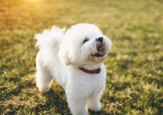 比熊犬多少錢一隻圖片(比熊犬能活幾年) - 價格百科