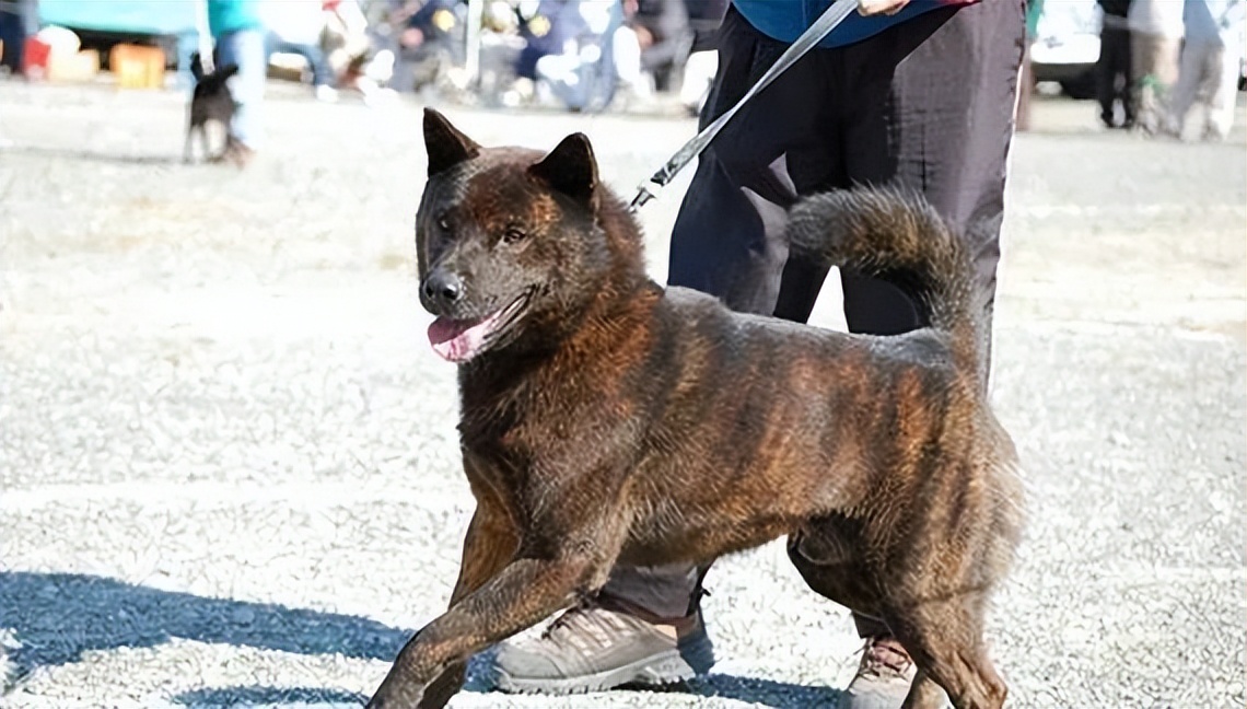 甲斐犬是日本一种古老的狩猎犬,大概长这个样子:甲斐犬估计很多朋友就