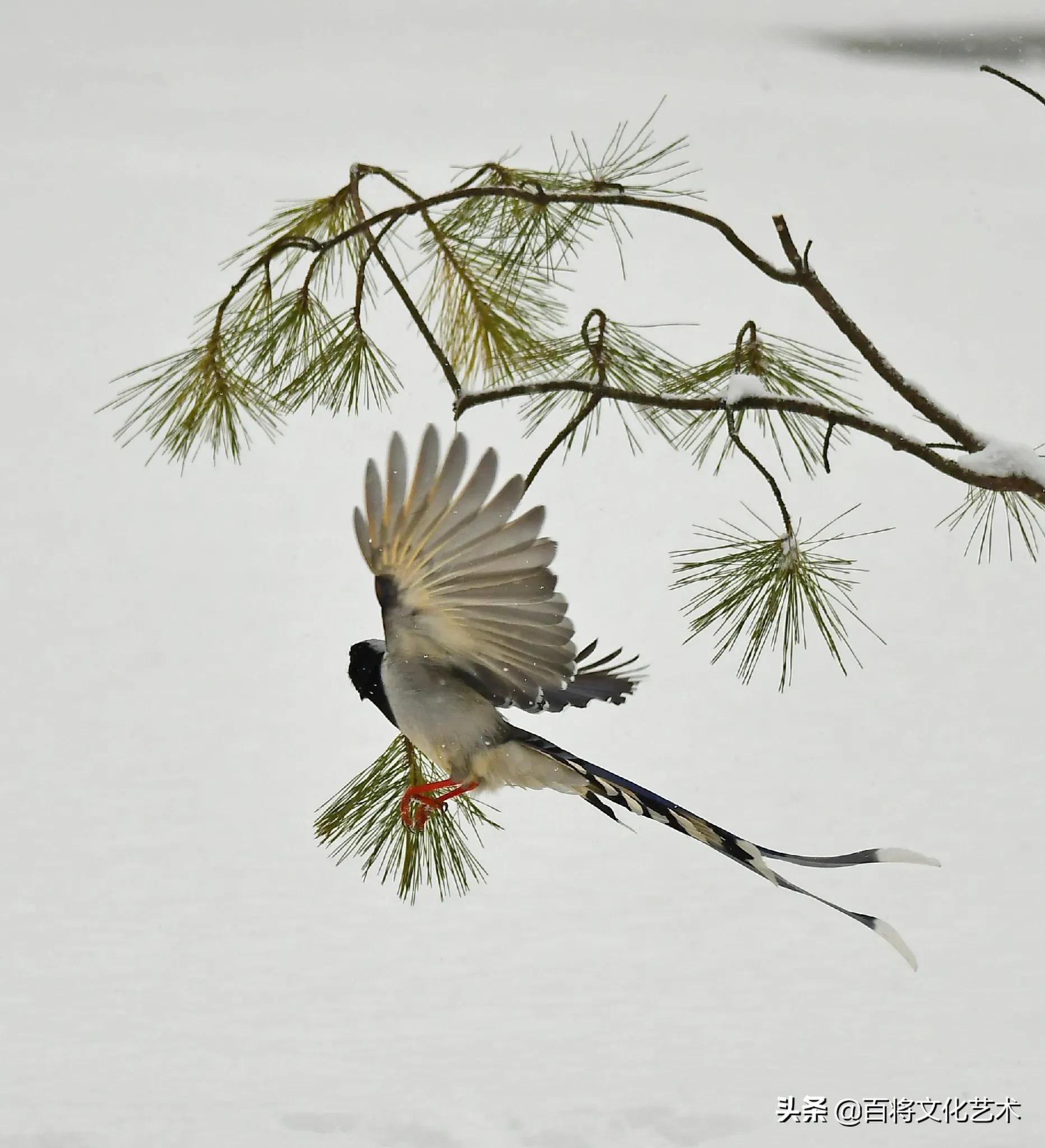 摄影作品「百将文化」大雪纷飞中的红嘴蓝鹊