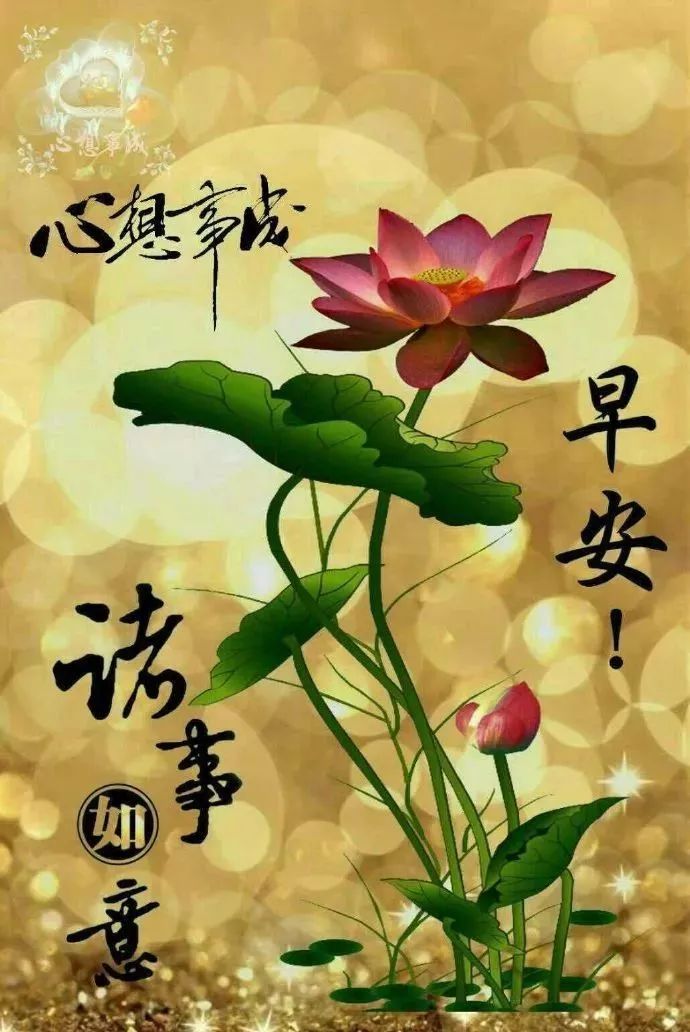 周末最新早上好表情包，清晨的问候，牵挂的你，感恩有你图片