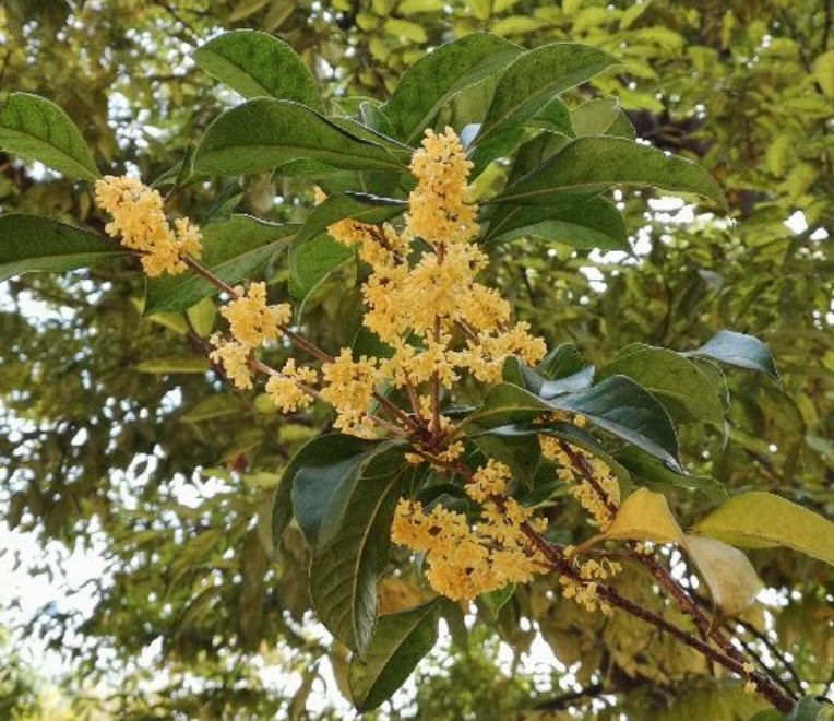 5种花味道香喷喷，屋子里像喷了香水，越冷越好闻