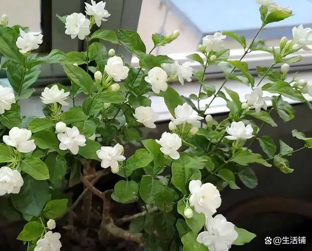 茉莉花怎么养？茉莉花的养殖方法和注意事项-第11张图片