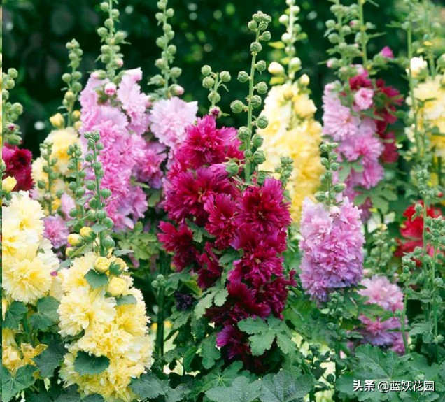 了解蜀葵花是什么（养殖蜀葵花的注意事项）