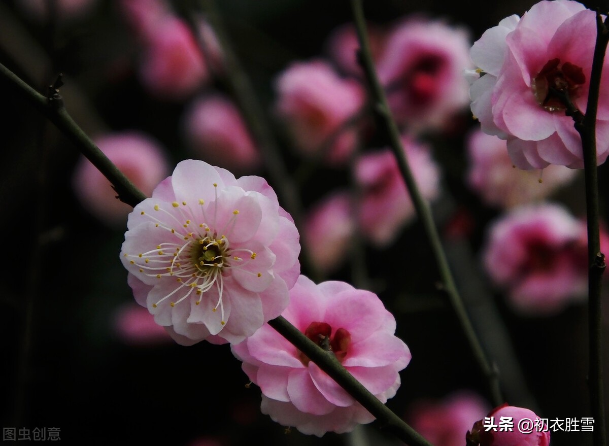 迎腊梅花六首：梅生红粟初迎腊，迎腊梅花无数开