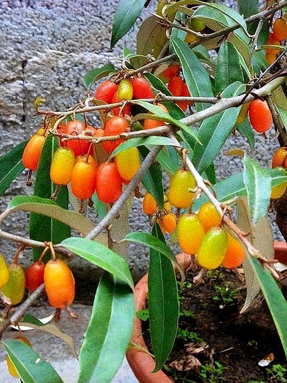 金边胡颓子图片(儿时爱吃的羊奶子才知是昂贵盆景胡颓子)