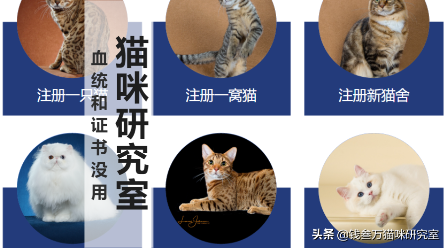 cfa注册猫舍（买猫防坑指南2）