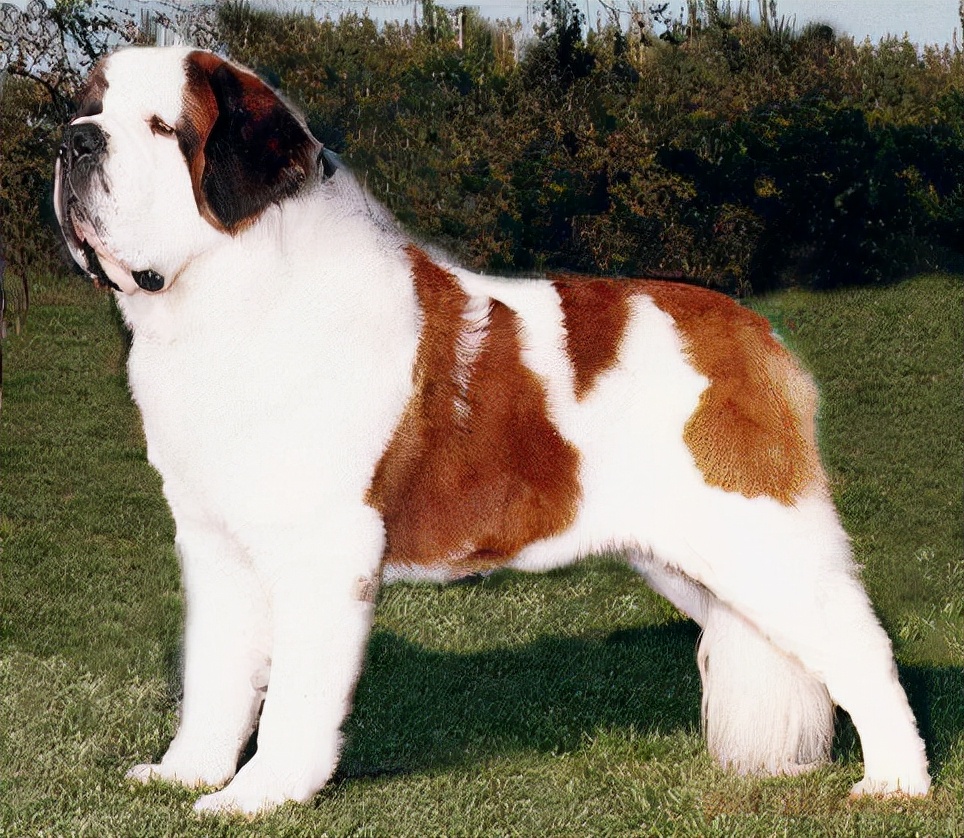 短毛狗狗品种大全及图片(犬类品种列举) - 赤虎壹号