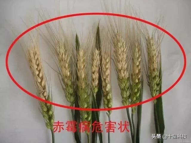 河南8个抗病小麦品种，来啦！无高感病害“保底”抗减产