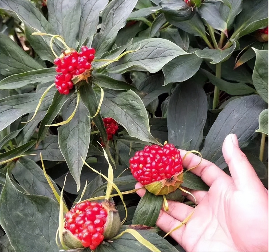 毒蛇克星的七叶一枝花，因名气大而常被采挖，但要小心它全株有毒