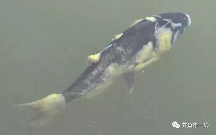 低温赤皮水霉病及其防治药物的选择