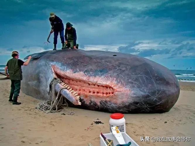 巨型乌贼吃抹香鲸（深海巨兽抹香鲸一口就吞下）