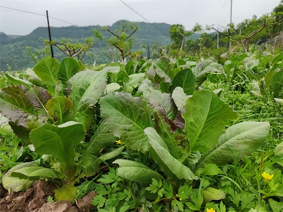 “舌尖”安全有保障 鞍山“高老庄”蔬菜瓜果纯绿色