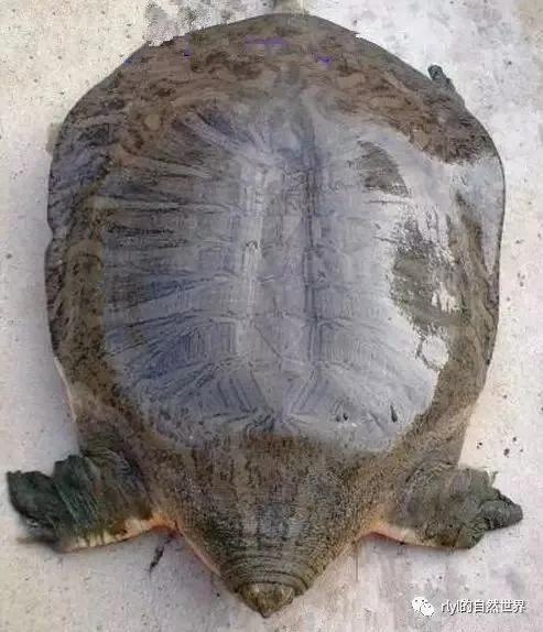 鼋,pelochelys cantorii,脊索动物门爬行纲龟鳖目鳖科鼋属,国家一级