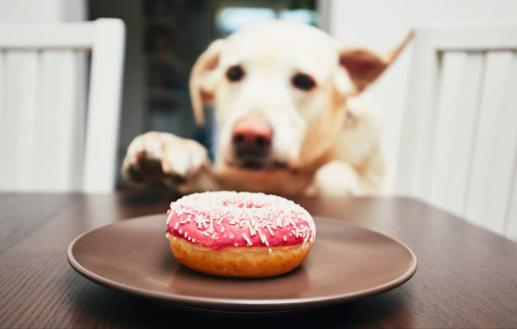 拉布拉多犬的标准体重是多少？