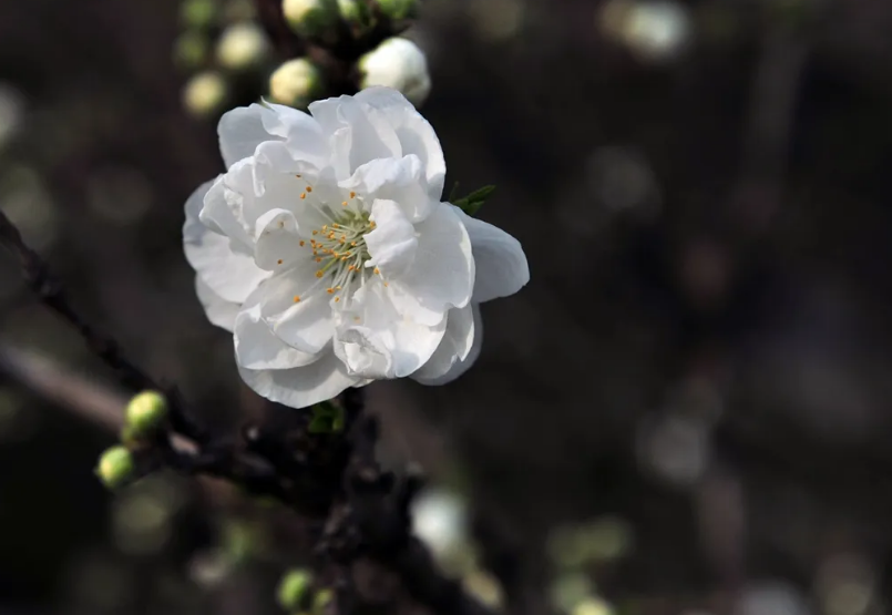 诗词鉴赏-欲与梨花共白，十首白桃花的诗词，酝酿一个浪漫春色