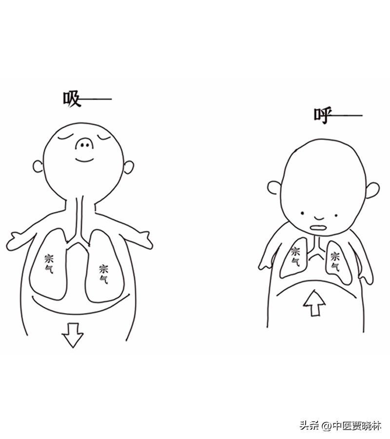养肺等于养命!肺不仅管呼吸,还管尿尿,肺的四大功能要知道