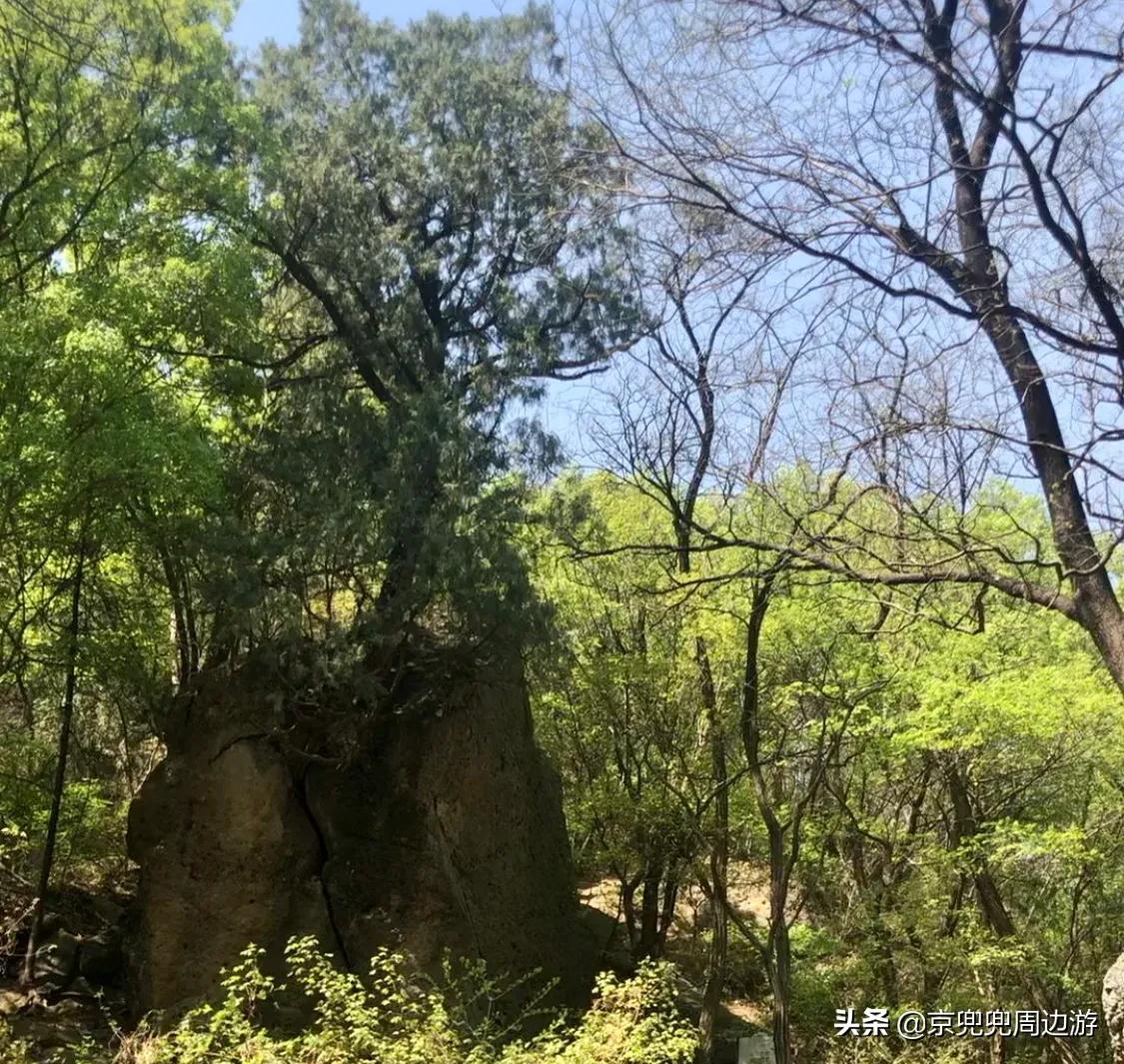 国家植物园最新保姆级游玩攻略附游览图