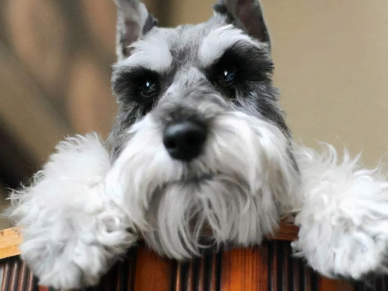 小型雪纳瑞犬多少钱一只(为什么这么多人) - 价格百科