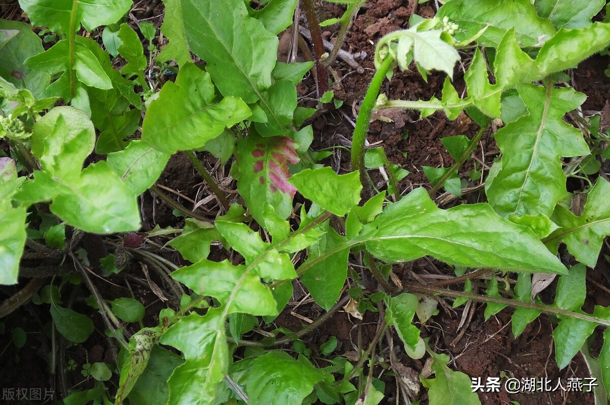 55种野菜大图片，带你见识不同的野菜和吃法，你想要的野菜这里有