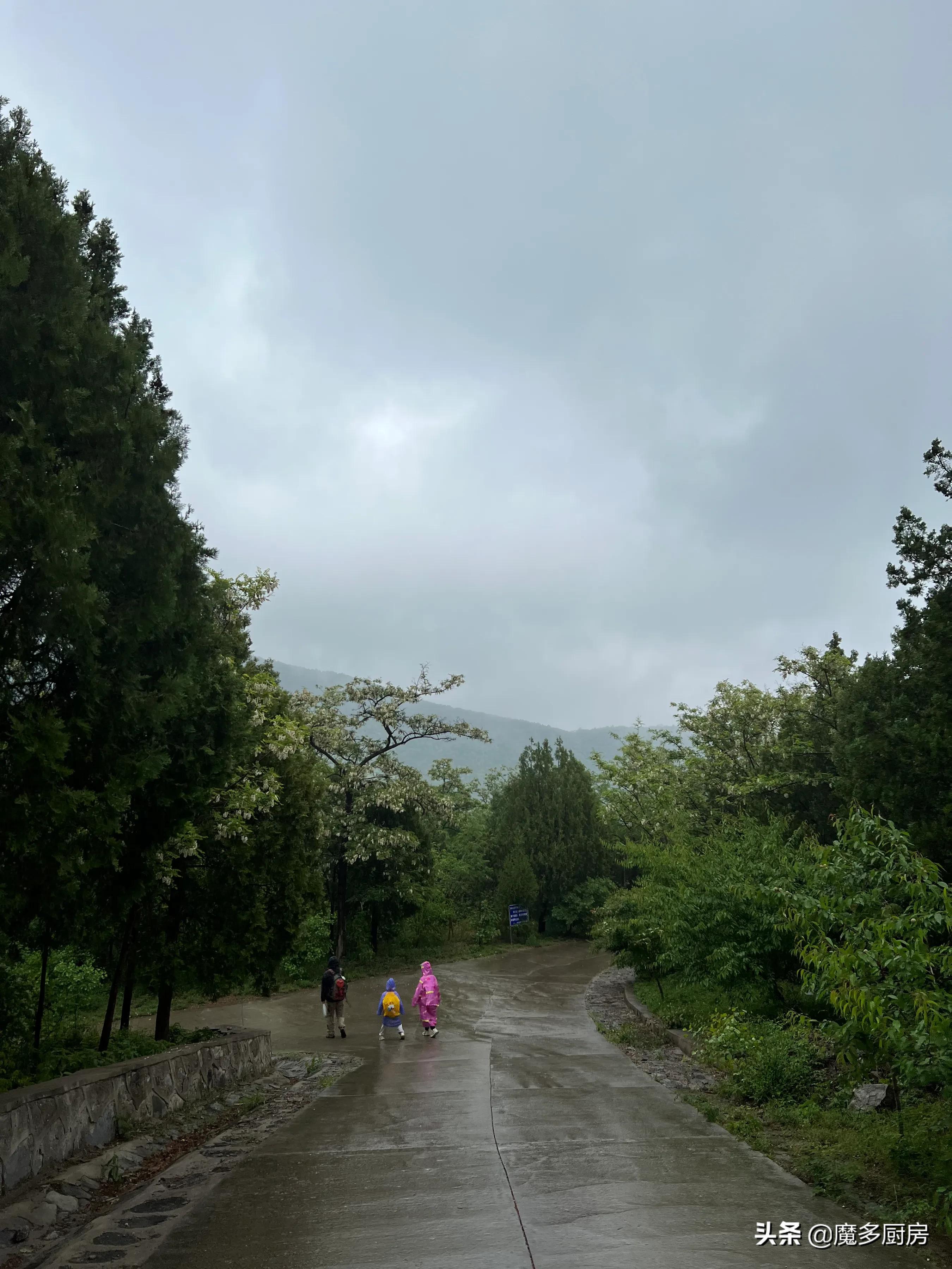 北京香山植物园户外记录，带孩子们雨中山野徒步，感受自然乐趣