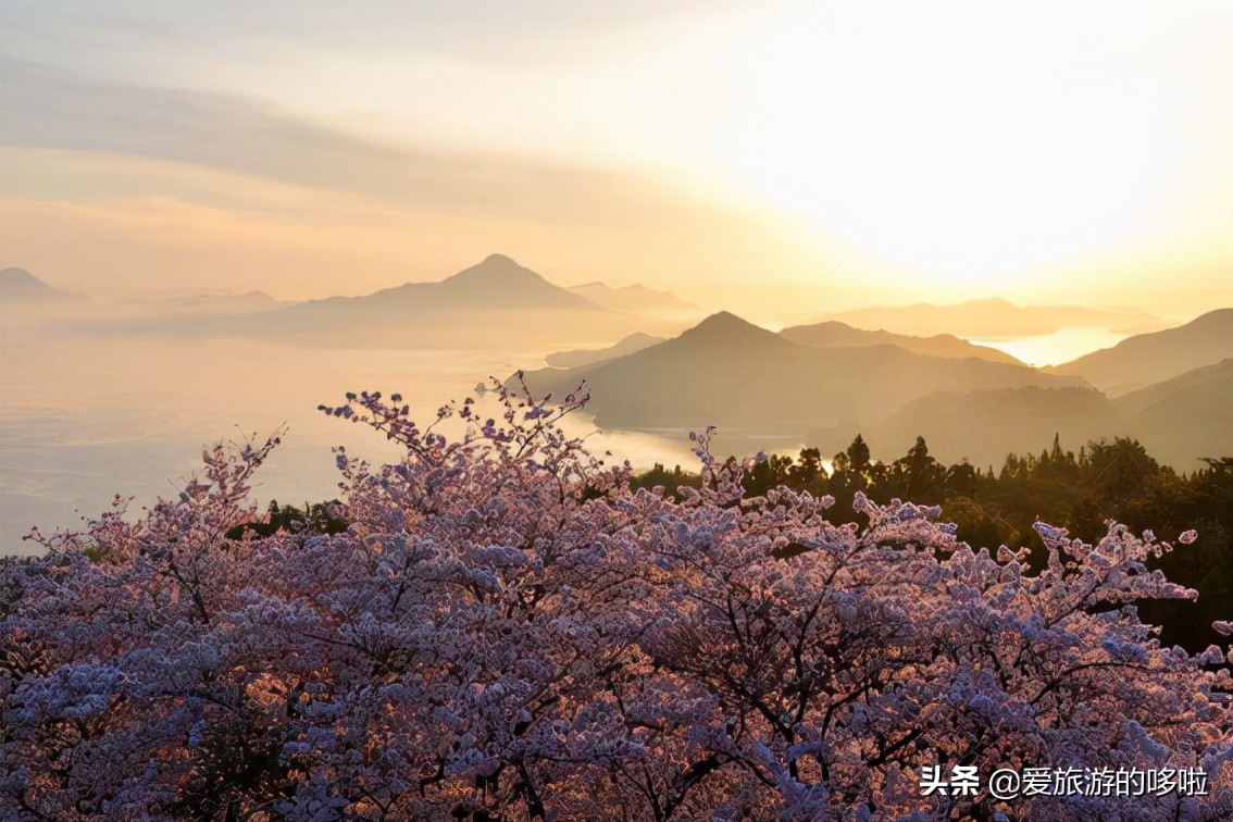 日本樱花图片（盘点大家都爱去的赏樱名地）