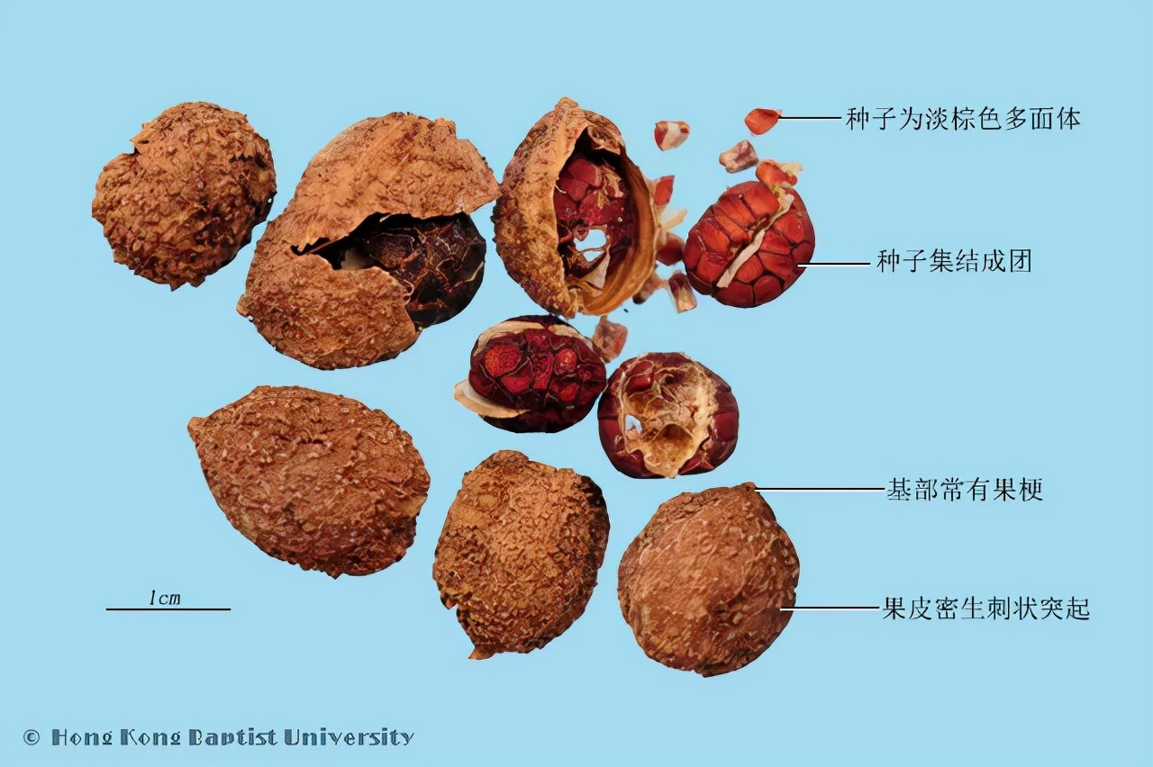 砂仁治牛瘟，也能治人病，香味浓郁...真是一个大宝贝