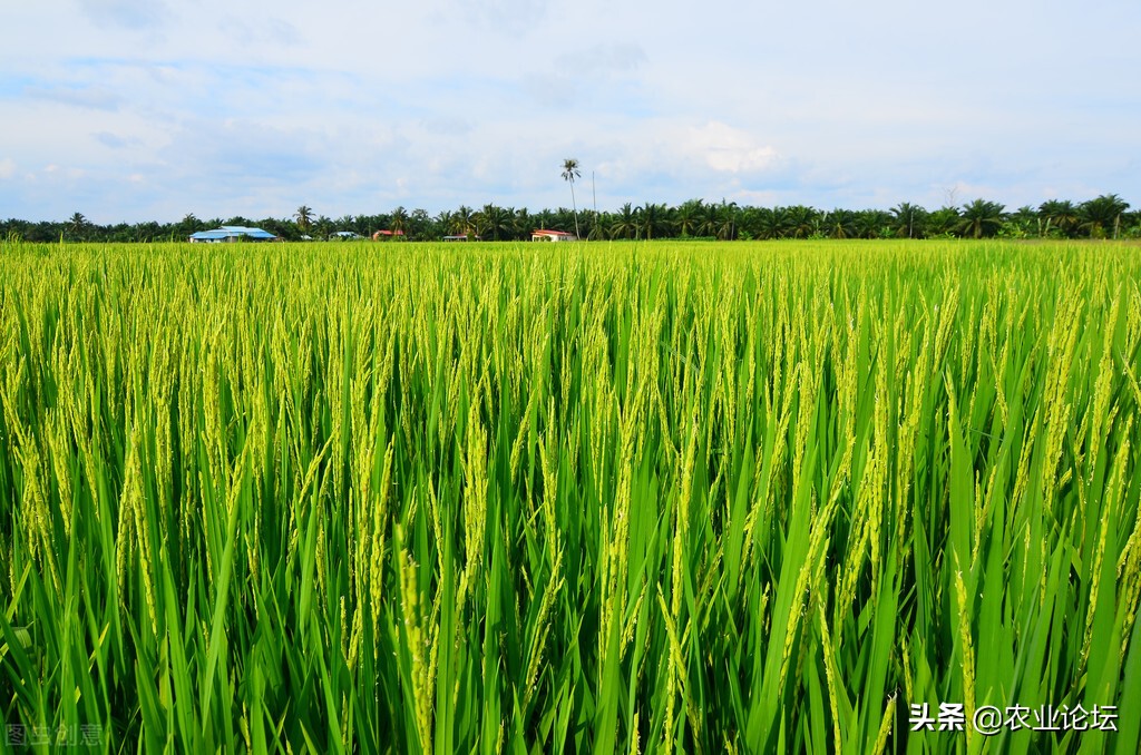 2022平阳县规模种植大户补贴标准：附农机补贴政策