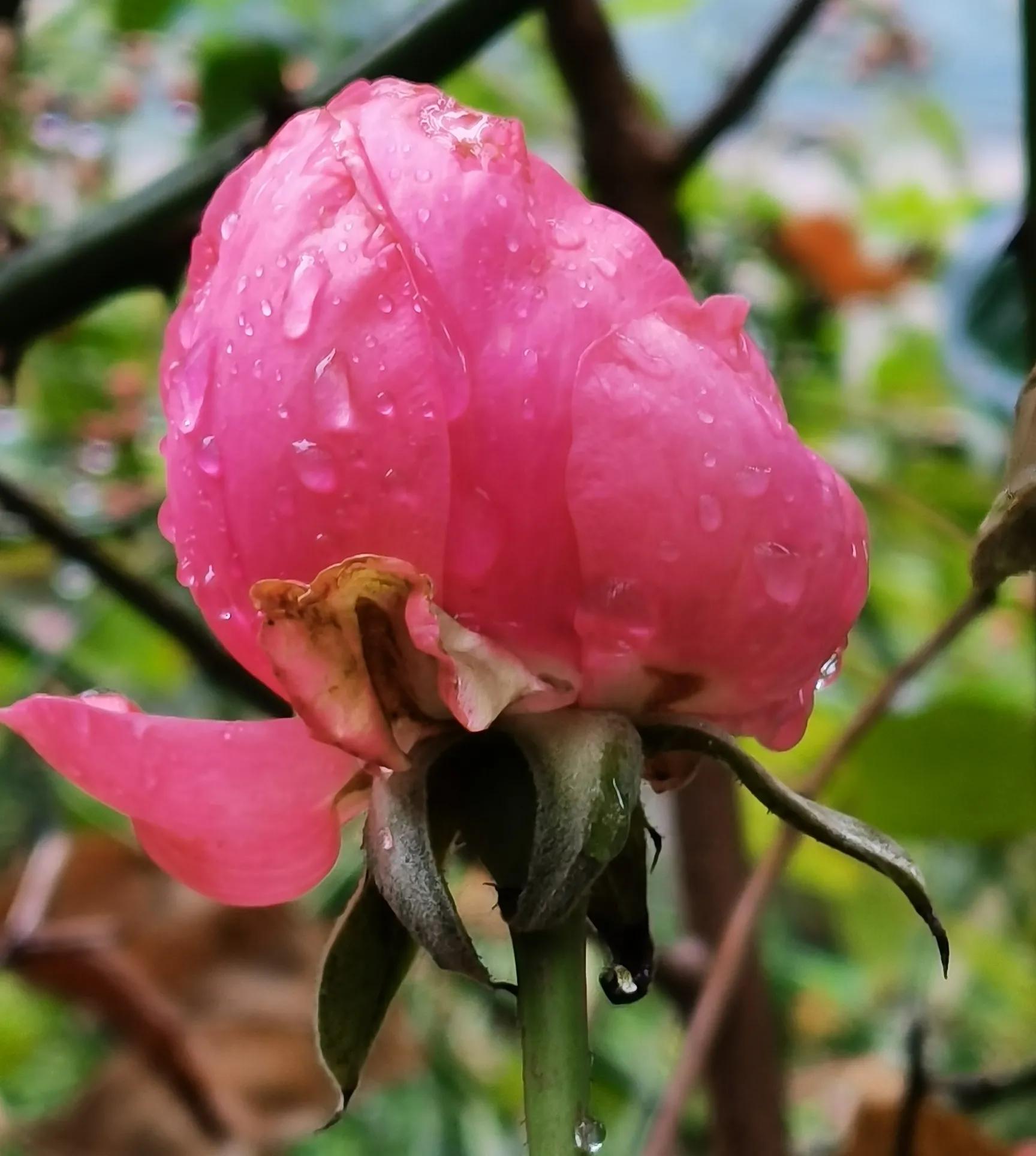 物候迷人怡岁月,谁家摆酒尽飘香.梅枝着意天飞雪,菊蕊含羞叶染霜.