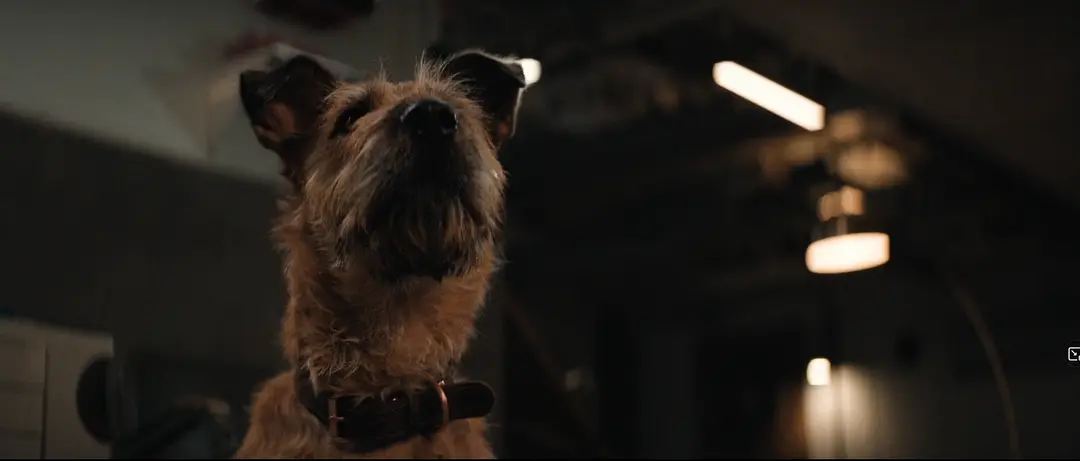 电影《芬奇》：狗子必须活下来！超详细的细节剖析！后文高能