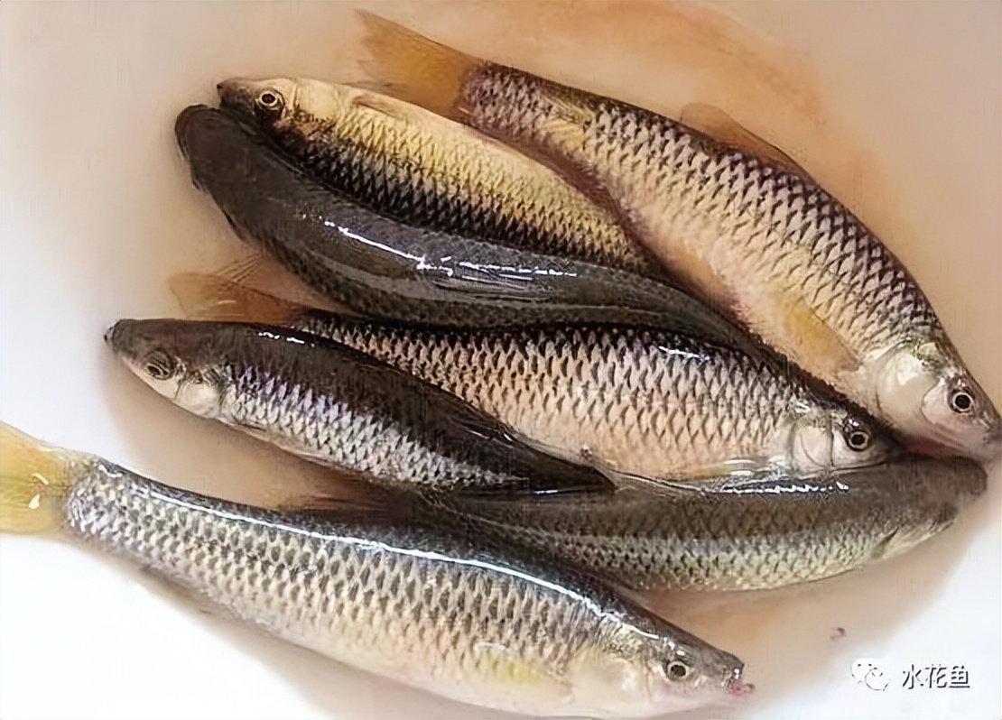 科学的品种混养与合理的苗种放养_刘文俊说养鱼_西南渔业网 水花鱼