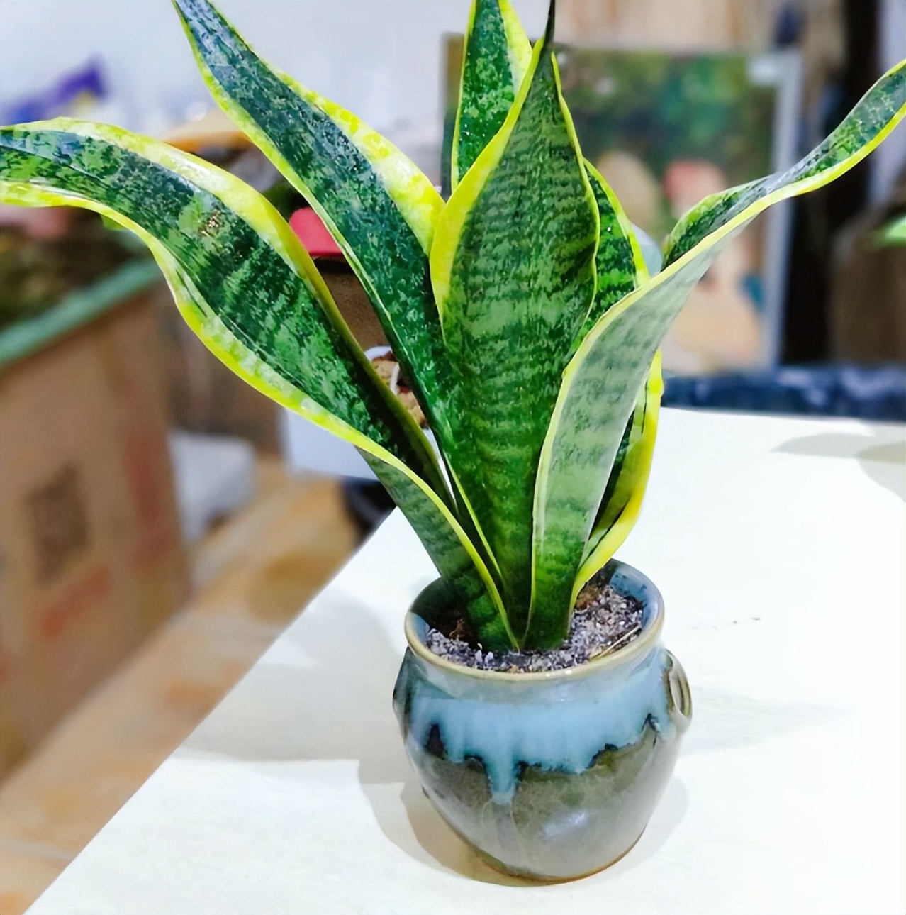 家里为什么不能养虎皮兰?早点知道,方知"迷信"不可取