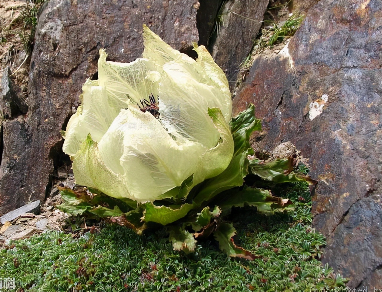 植物花卉品种大全图片（科普100个花卉图鉴）