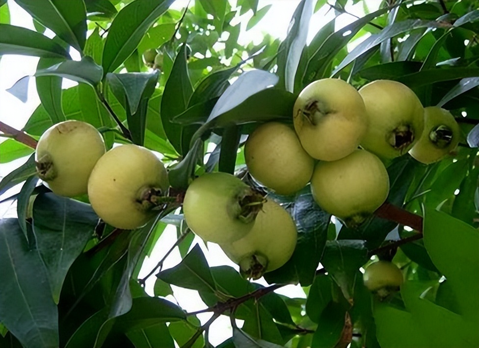 蒲桃:南方独有的水果,儿时当零食吃,如今被"抛弃"很多人怀念