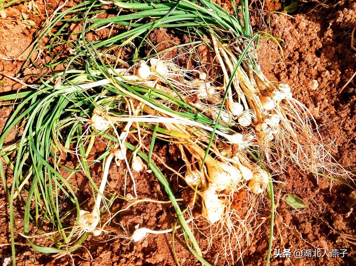 50种野菜大图片，教你认识不同的野菜和吃法，你想要的野菜这里有